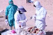 رزمایش پیشگیری از آنفلوانزای فوق‌حاد پرندگان در خراسان‌جنوبی 
